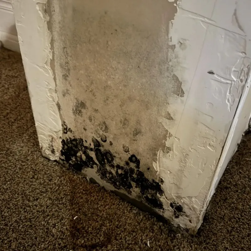 Professional Mold Removal in Athens, WI